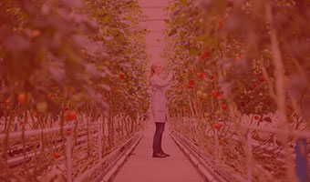 Gartenbau-Studentin besieht im Gewächshaus Tomaten